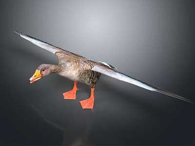Brown Goose With Spread Wings Orange Beak And Orange Feet On Dark Background 3d model