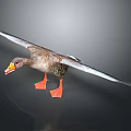 Brown Goose With Spread Wings Orange Beak And Orange Feet On Dark Background