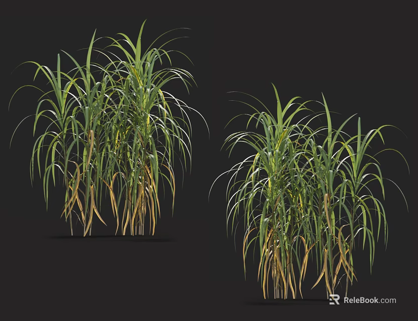 Tall Grass With Slender Green And Yellow Leaves On Dark Background 3D Render 3d model 