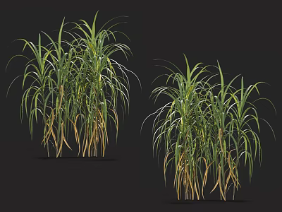 Tall Grass With Slender Green And Yellow Leaves On Dark Background 3D Render 3d model