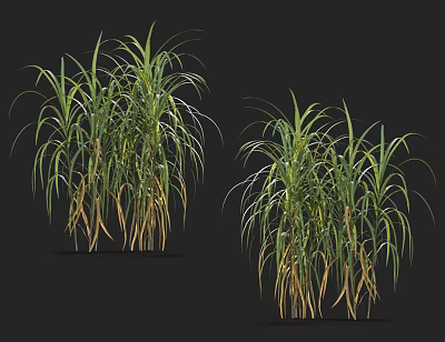 Tall Grass With Slender Green And Yellow Leaves On Dark Background 3D Render 3d model