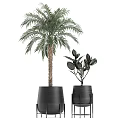 Various Types of Potted Plants in Black Pots with Different Heights for Indoor Decor