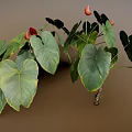Tropical Indoor Plants With Large Green Leaves And Red Flowers For Home Decor
