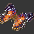 Colorful Butterfly With Purple Orange And Yellow Patterned Wings On Dark Background