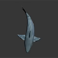 Realistic 3D Shark Model With Blue Transparent Texture Fins Tail And Gray Gradient Background
