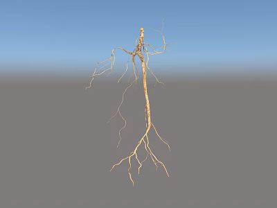 Fresh Ginseng Root With Long Fibrous Tendrils As Healthy Edible Ingredient 3d model
