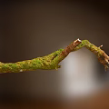 Natural Stone and Wood Branch with Green Moss and Organic Texture