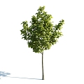 The Modern Tree 3d model