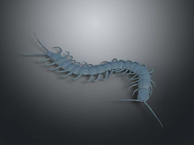 Detailed Blue Reptile With Slender Body And Multiple Legs On Gray Background 3d model