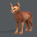 Brown Cat With Large Ears And Round Eyes Standing On Gray Background