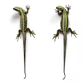 Multiple Green Lizards With Colorful Scales On White Background Display Reptile Features