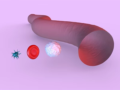Organ System Tubular Structure With Blue Microorganism Red Blood Cell And Transparent Cell 3d model