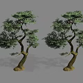 Pair of Decorative Trees With Curved Trunks And Lush Green Foliage