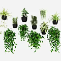 Lush Hanging Basket Plants for Indoor Decor with Various Green Species