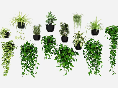 Lush Hanging Basket Plants for Indoor Decor with Various Green Species 3d model