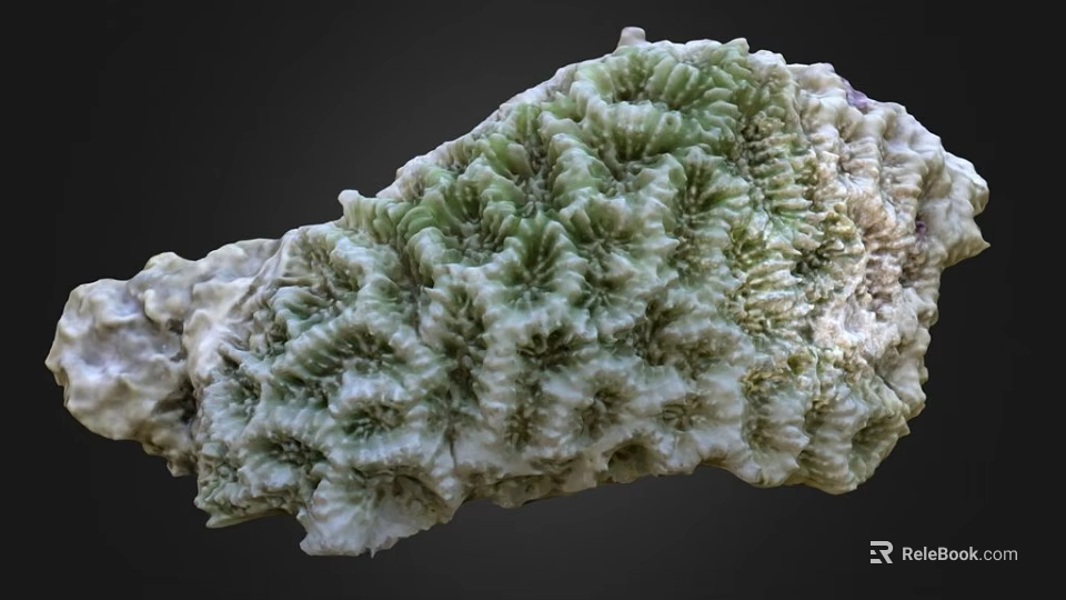 Unique Green And White Coral With Intricate Textured Natural Structure 3d model 