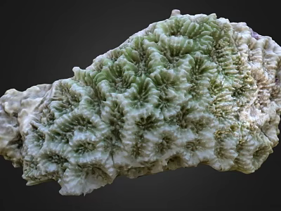 Unique Green And White Coral With Intricate Textured Natural Structure 3d model