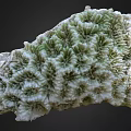 Unique Green And White Coral With Intricate Textured Natural Structure