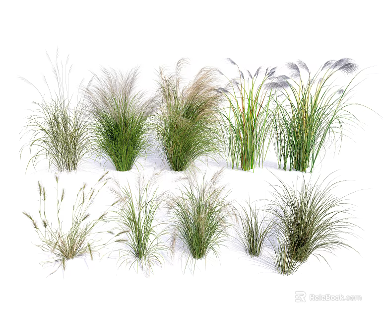 Various Ornamental Grasses With Different Heights And Foliage For Garden Decoration 3d model 