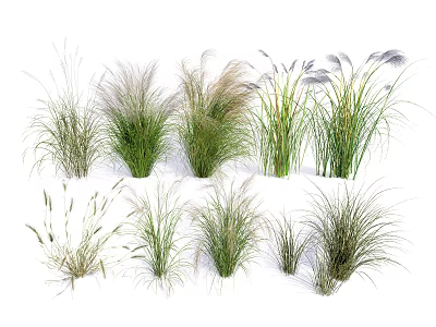 Various Ornamental Grasses With Different Heights And Foliage For Garden Decoration 3d model