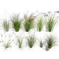 Various Ornamental Grasses With Different Heights And Foliage For Garden Decoration