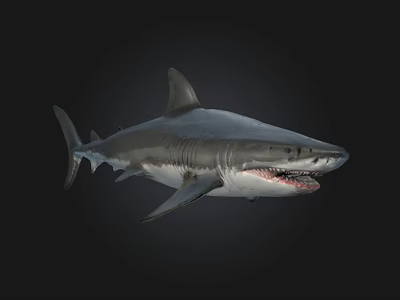 Large Gray Shark With Open Mouth And Sharp Teeth In Dark Marine Environment 3d model