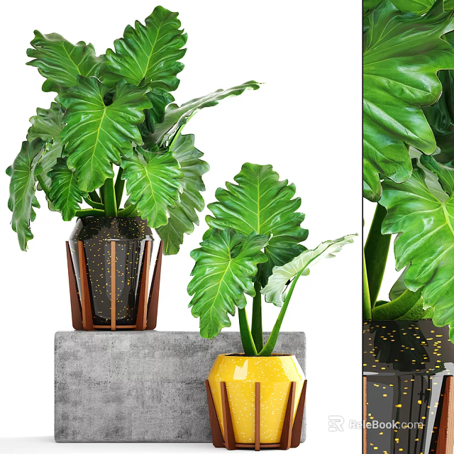 Lush Green Bonsai Potted Plants With Large Leaves And Colorful Decorative Pots 3d model 
