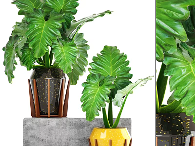 Lush Green Bonsai Potted Plants With Large Leaves And Colorful Decorative Pots 3d model