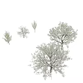 Five Arbor Trees With Slender Trunks And White Flowers On Gray Background 3d model