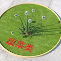 Vegetable Plants With White Flowers Growing In Circular Grassy Display Area