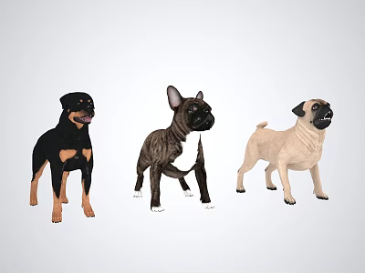 Three Different Dog Breeds Standing in Front View with Various Colors 3d model
