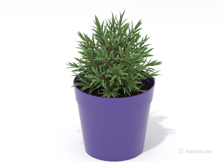 Green Indoor Plant Growing in Purple Pot with Fresh Vibrant Leaves 3d model 