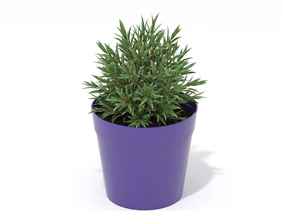 Green Indoor Plant Growing in Purple Pot with Fresh Vibrant Leaves 3d model