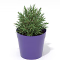 Green Indoor Plant Growing in Purple Pot with Fresh Vibrant Leaves