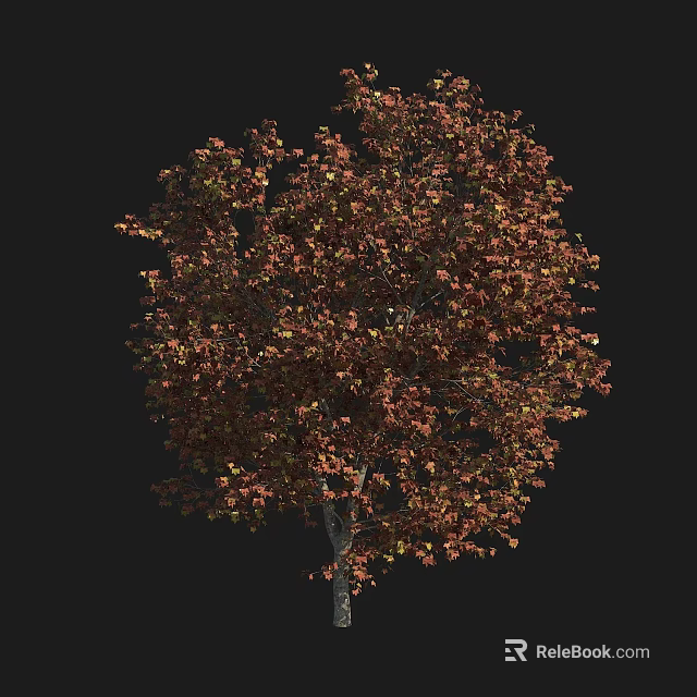 Tall Deciduous Tree With Dense Crown And Reddish Brown Autumn Leaves 3d model 