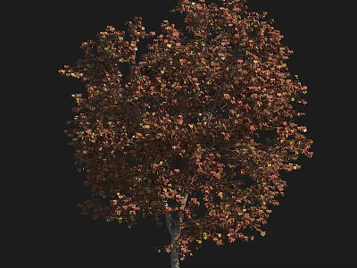 Tall Deciduous Tree With Dense Crown And Reddish Brown Autumn Leaves 3d model