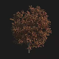 Tall Deciduous Tree With Dense Crown And Reddish Brown Autumn Leaves