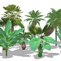 Tropical Garden Trees With Palm Banana Plants And Large Green Leaves