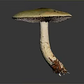 Green Capped Mushroom With Brown Spots And White Stem On Dark Background