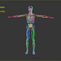 3D Human Body Model Displaying Internal Organs Hair Structure Blood Vessels And Skeleton