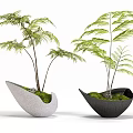 Bonsai Potted Plants with Green Leafy Foliage in Unique Shaped Ceramic Pots