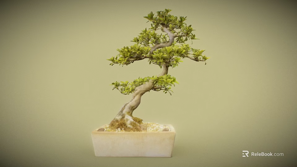 Bonsai Plant With Curved Trunk And Lush Green Leaves In Square Pot 3d model 