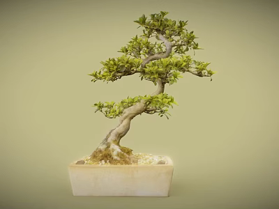 Bonsai Plant With Curved Trunk And Lush Green Leaves In Square Pot 3d model