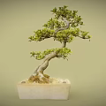Bonsai Plant With Curved Trunk And Lush Green Leaves In Square Pot