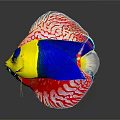 Colorful Tropical Fish With Various Colors Arranged In A Row Showing Different Shapes And Patterns