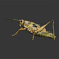 Colorful Grasshopper with Yellow Black Green Stripes Long Legs and Antennae on Dark Background with Reflection