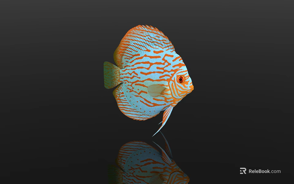 Stunning Vibrant Discus Fish with Orange And Blue Stripes on Black Background Showing Reflection 3d model 