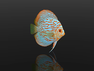 Stunning Vibrant Discus Fish with Orange And Blue Stripes on Black Background Showing Reflection 3d model