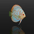 Stunning Vibrant Discus Fish with Orange And Blue Stripes on Black Background Showing Reflection