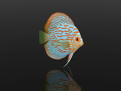 Stunning Vibrant Discus Fish with Orange And Blue Stripes on Black Background Showing Reflection 3d model